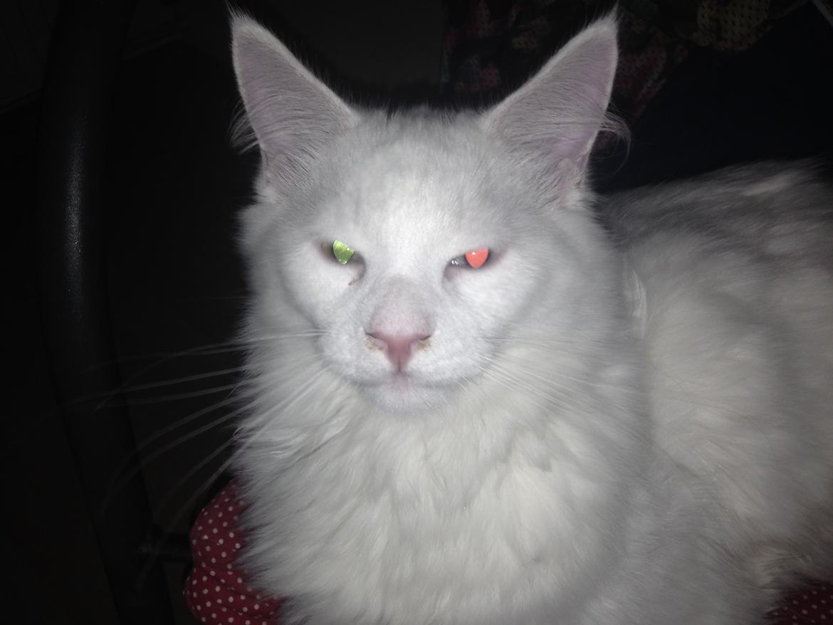 Maine Coon Tomle billede 26