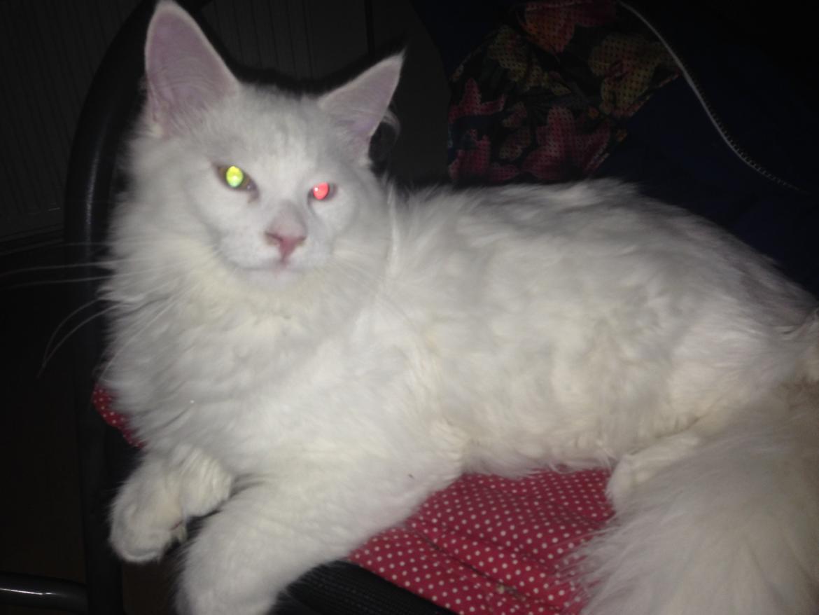 Maine Coon Tomle billede 25