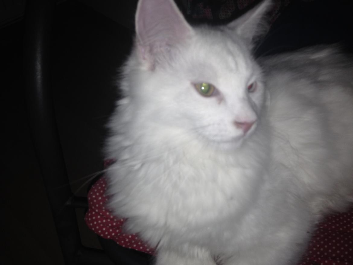 Maine Coon Tomle billede 27