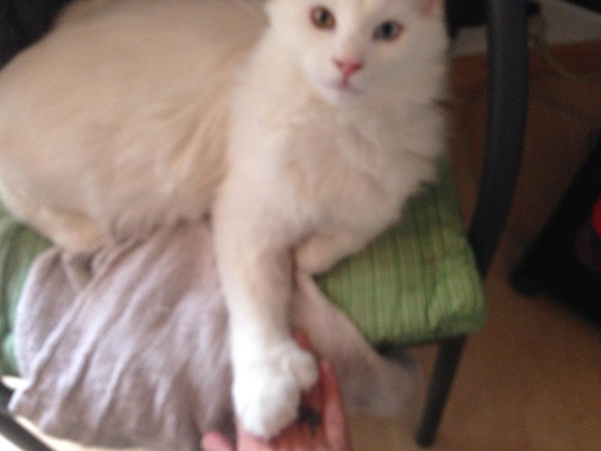 Maine Coon Tomle billede 28