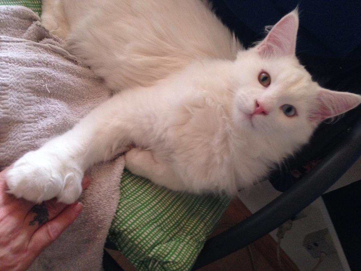 Maine Coon Tomle billede 29