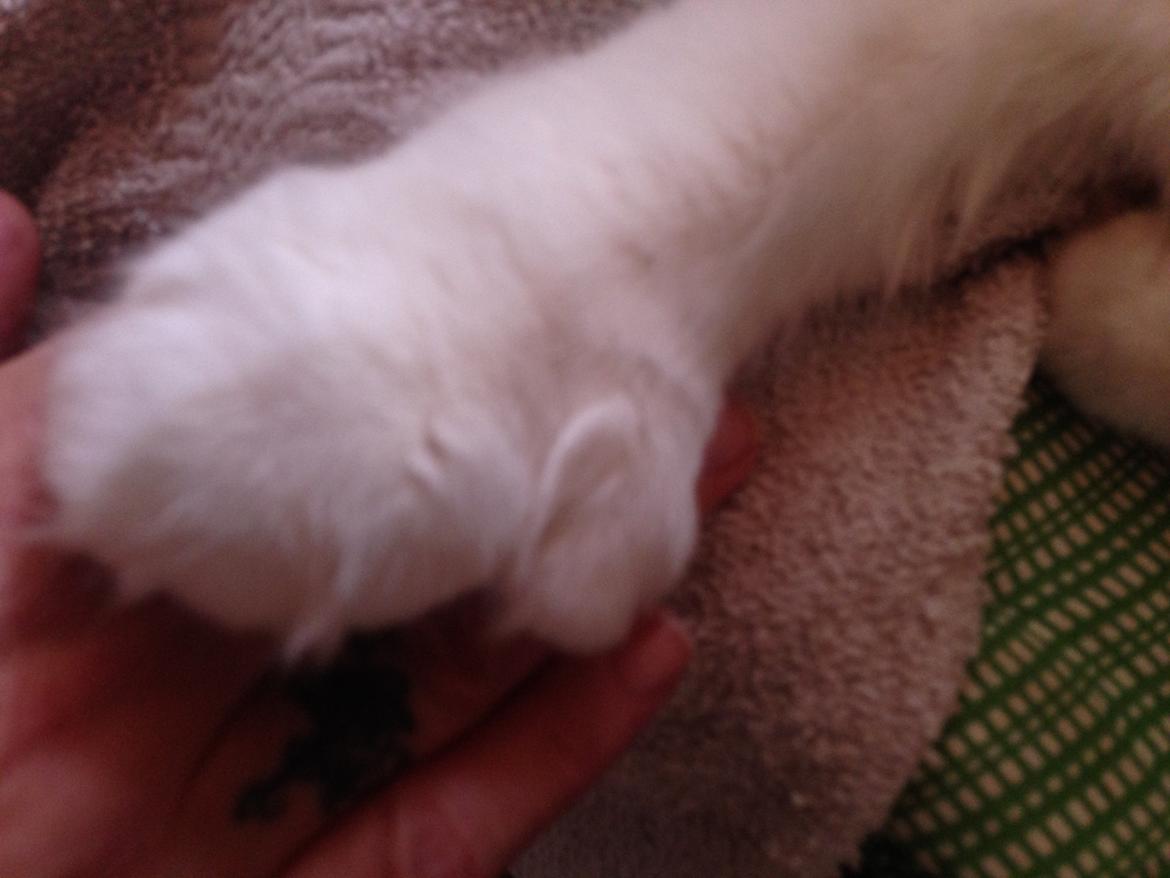 Maine Coon Tomle billede 30