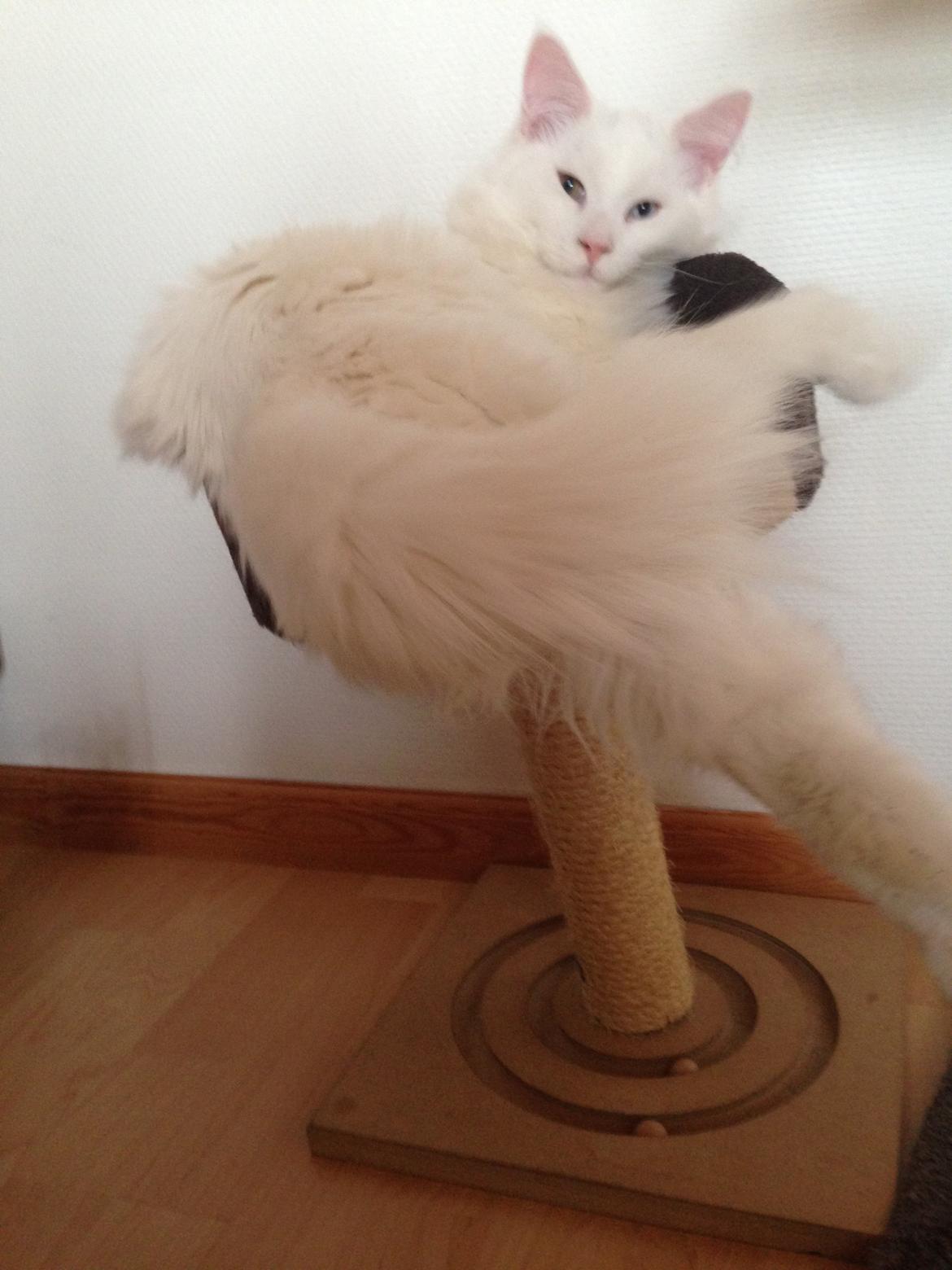 Maine Coon Tomle billede 32