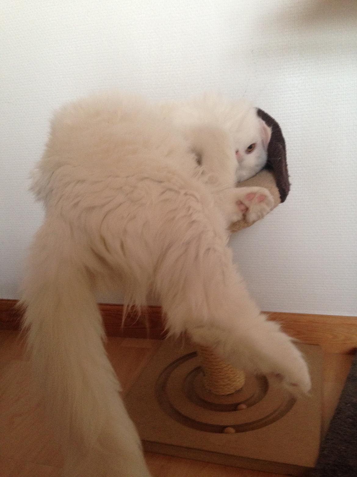 Maine Coon Tomle billede 33