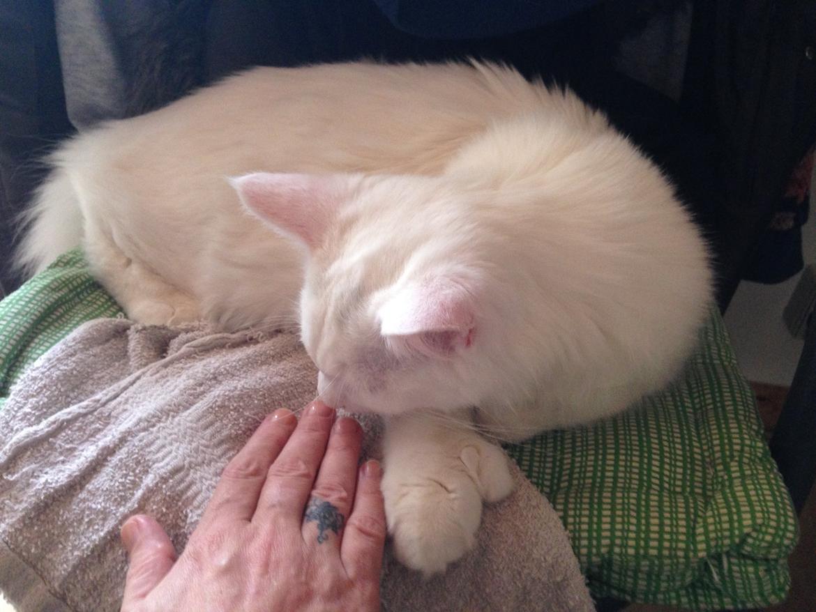 Maine Coon Tomle billede 31