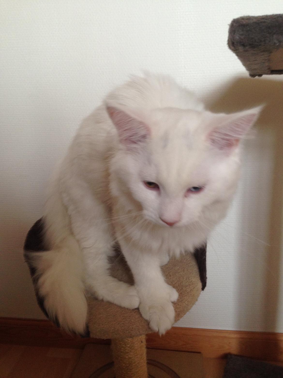 Maine Coon Tomle billede 35