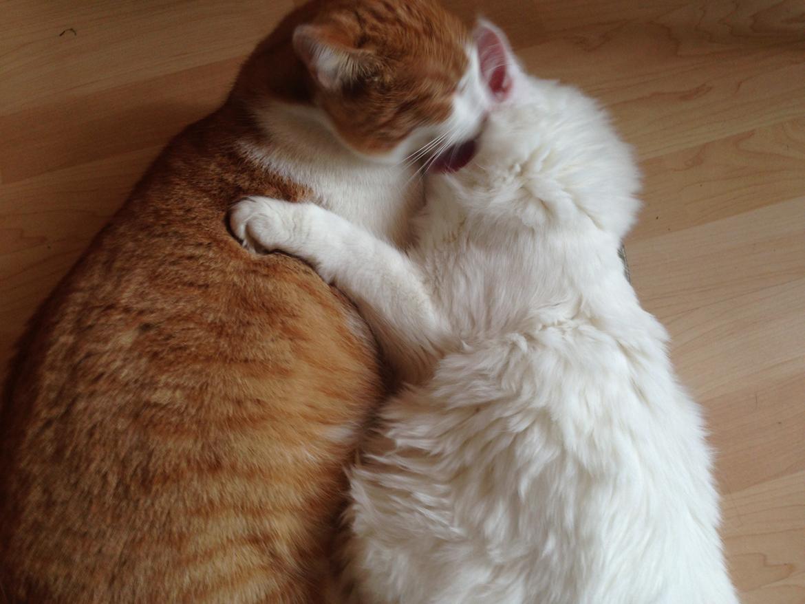 Maine Coon Tomle billede 36