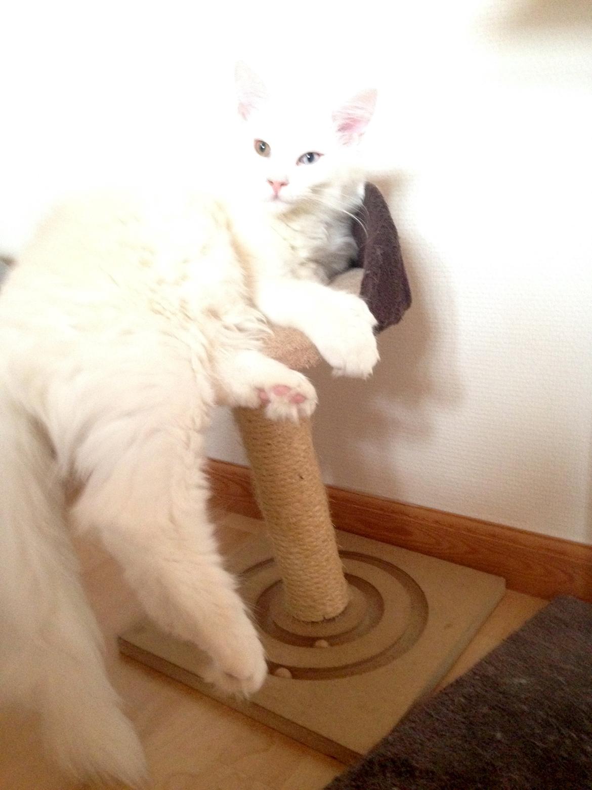 Maine Coon Tomle billede 34