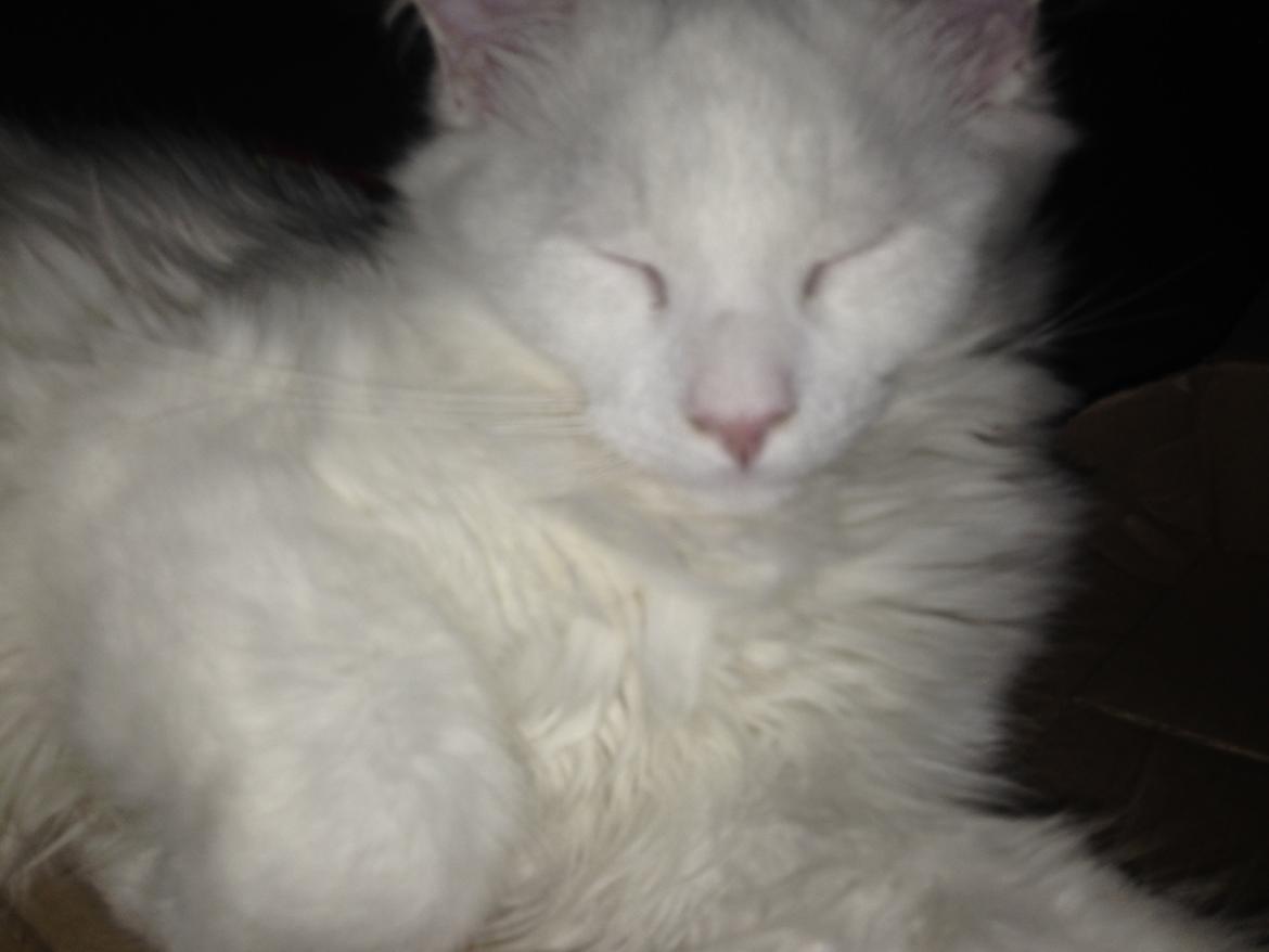 Maine Coon Tomle billede 38