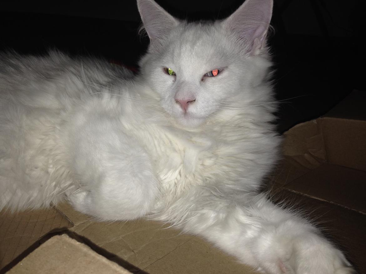 Maine Coon Tomle billede 39