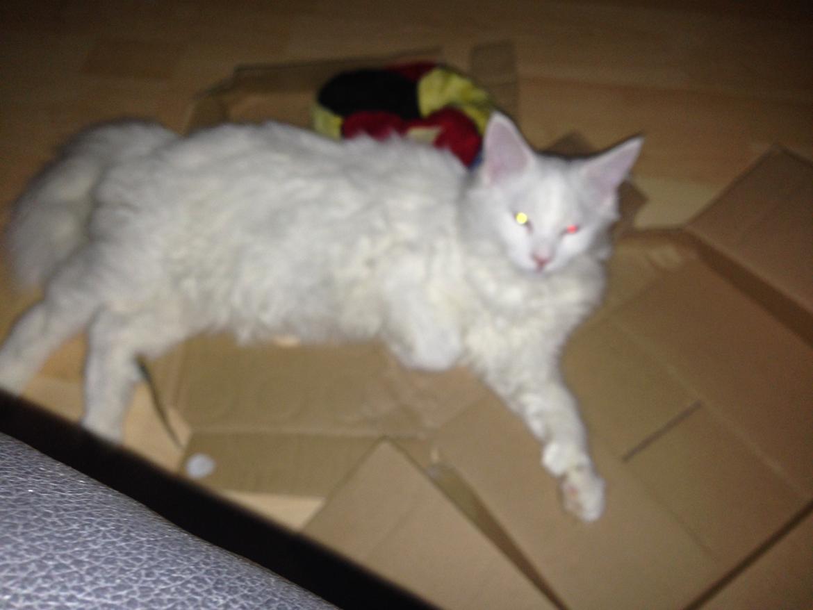 Maine Coon Tomle billede 40