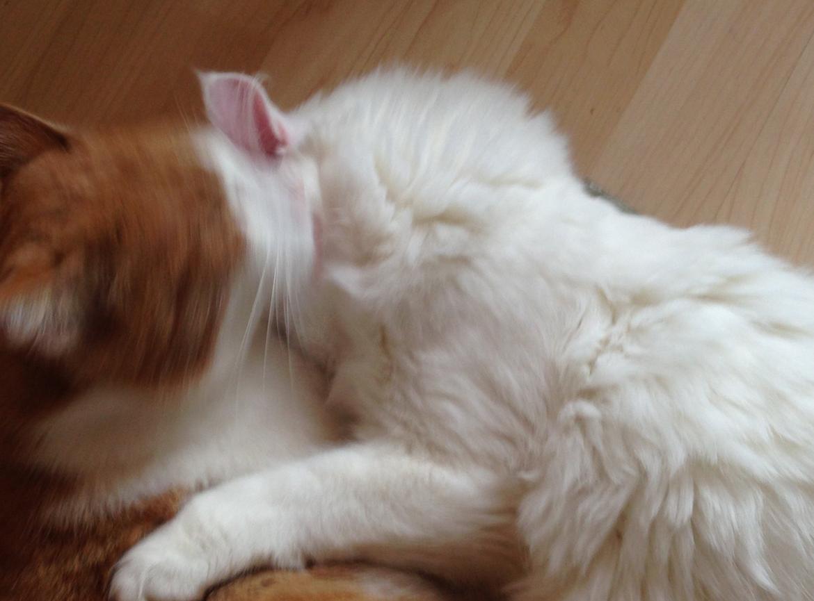 Maine Coon Tomle billede 37