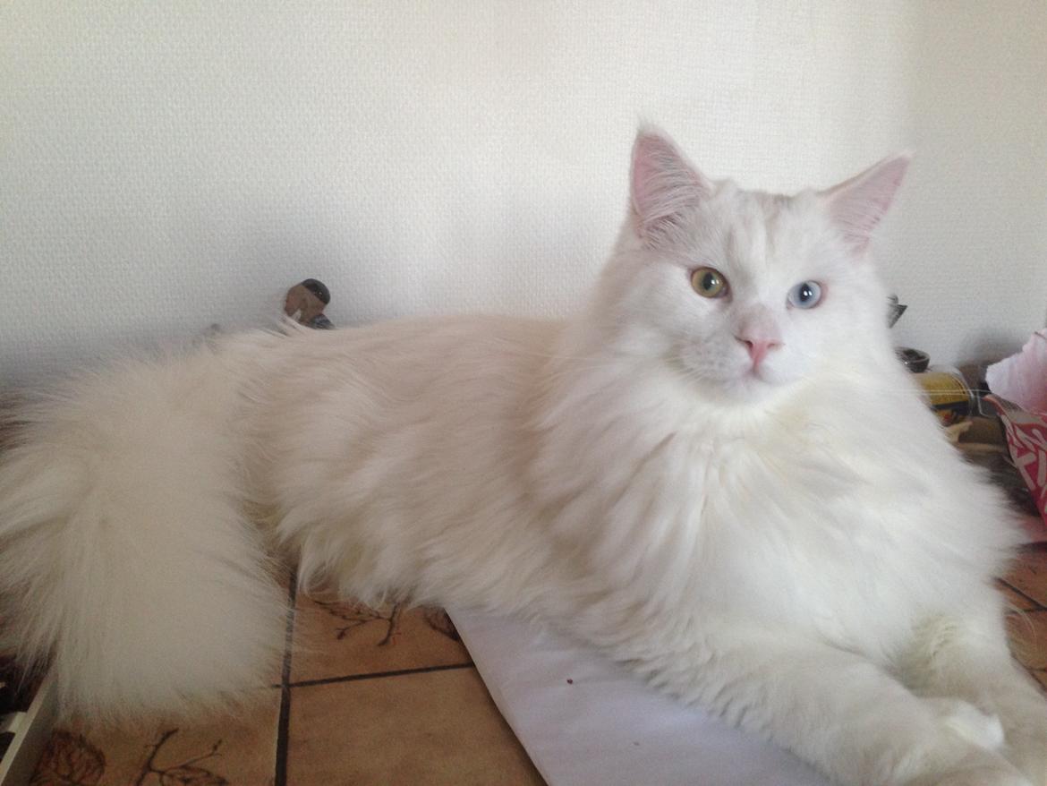 Maine Coon Tomle billede 42