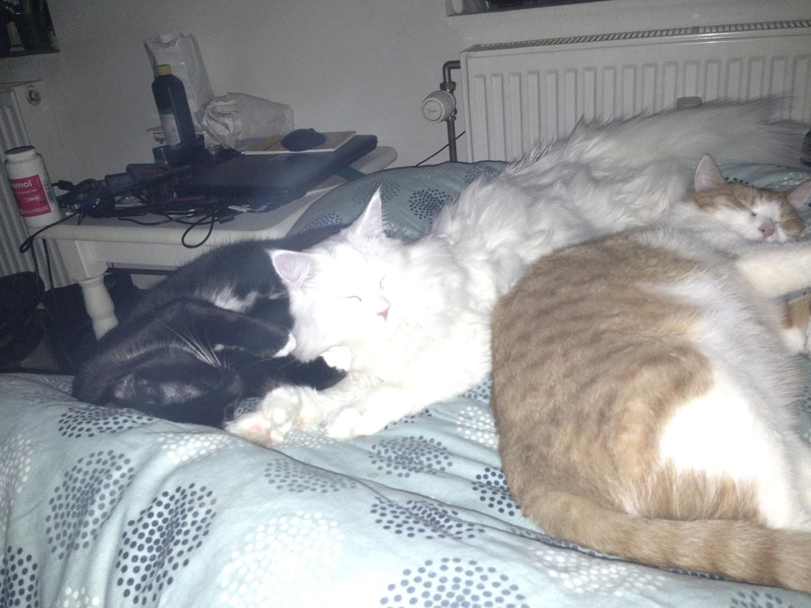 Maine Coon Tomle billede 41