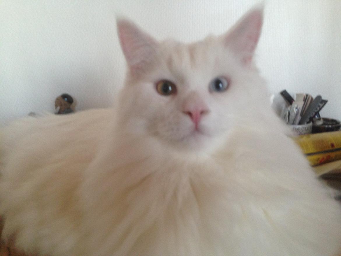 Maine Coon Tomle billede 44