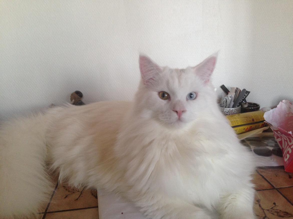 Maine Coon Tomle billede 43