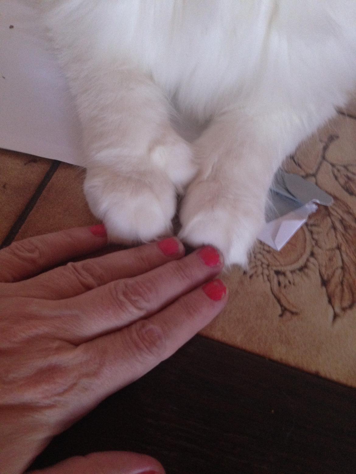 Maine Coon Tomle billede 45