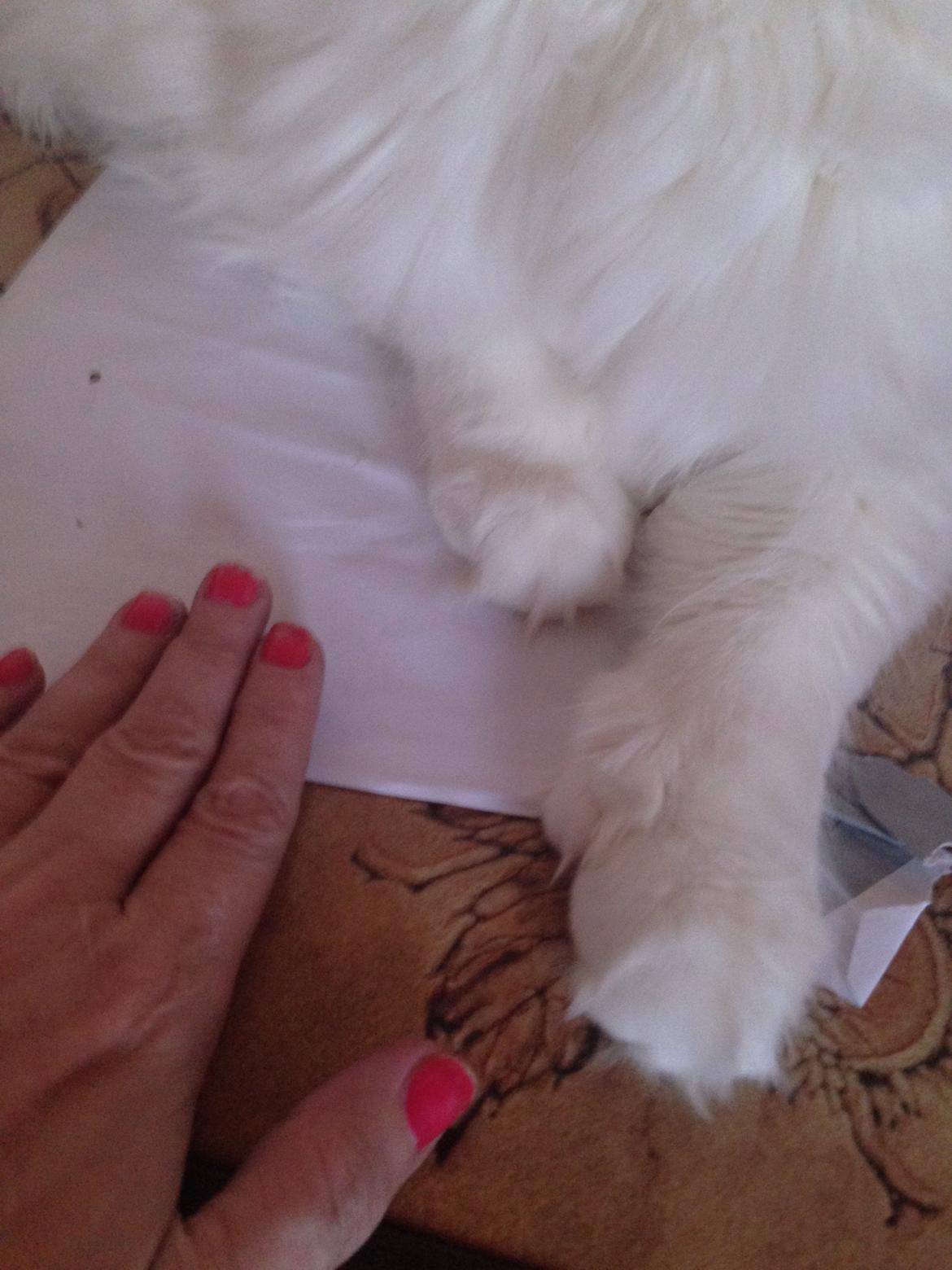 Maine Coon Tomle billede 46