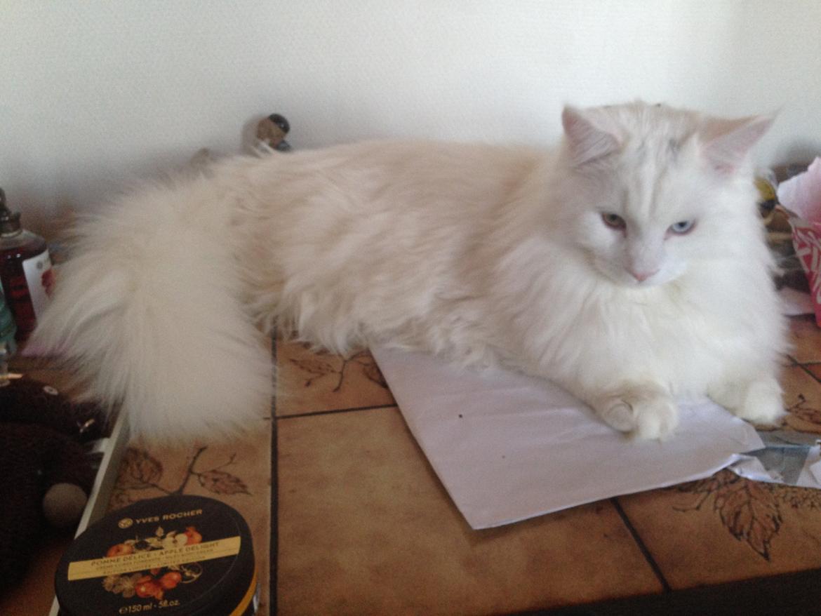 Maine Coon Tomle billede 48