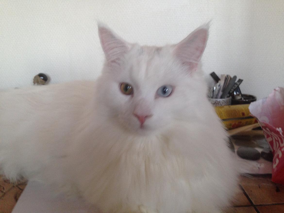 Maine Coon Tomle billede 47