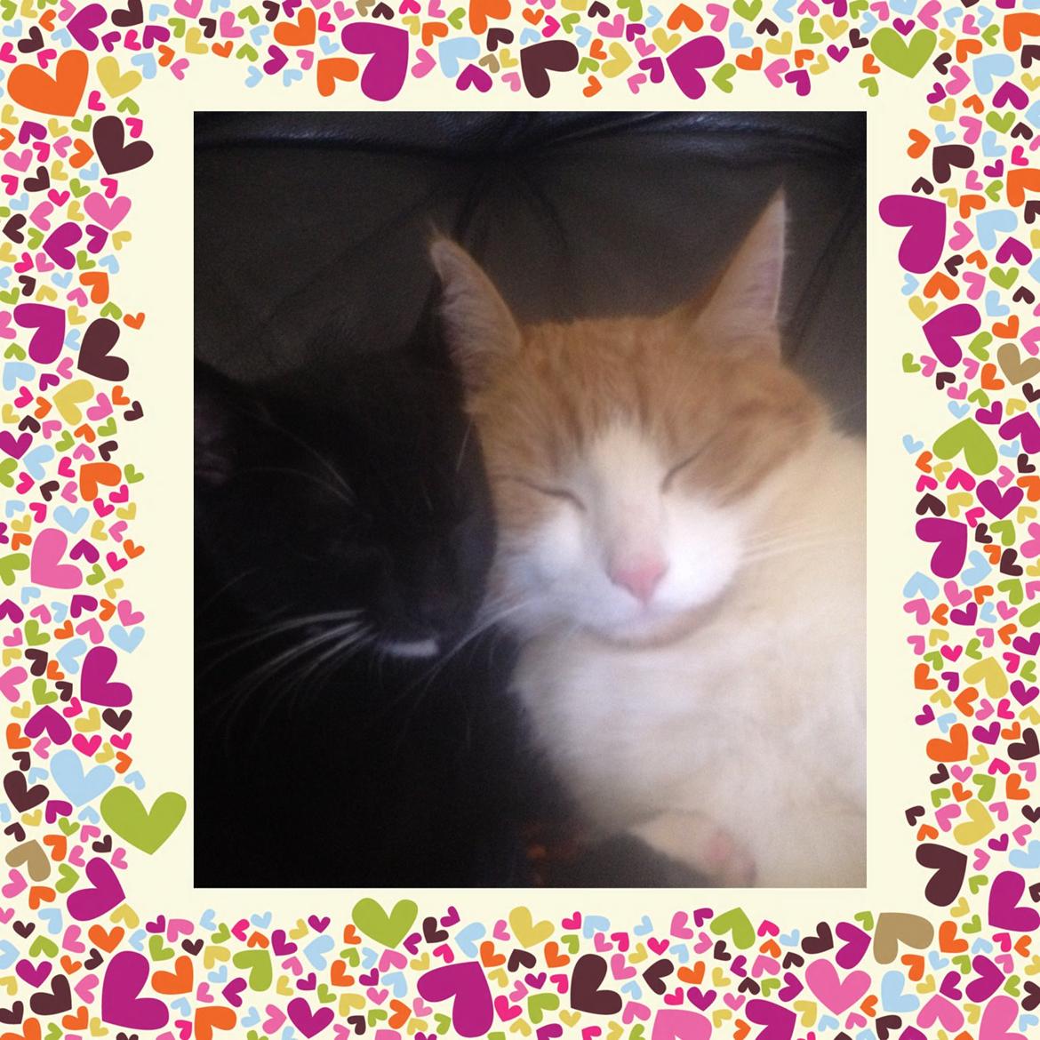 Huskat Tutt billede 1