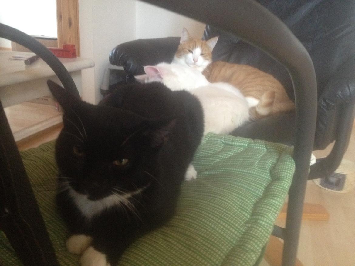 Huskat Tutt billede 2