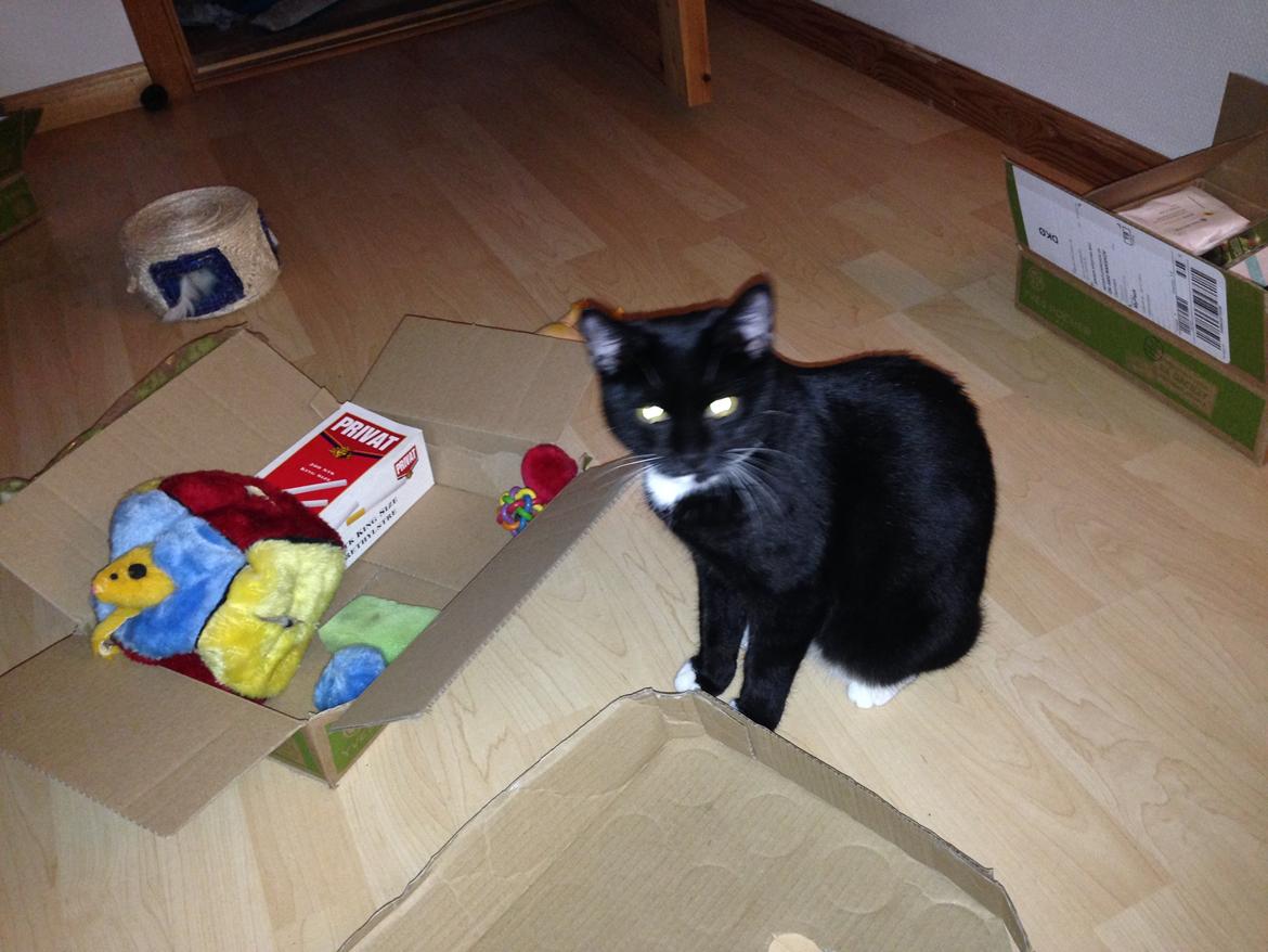 Huskat Tutt billede 3