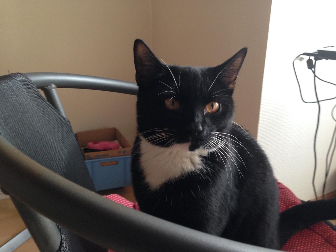 Huskat Tutt billede 4