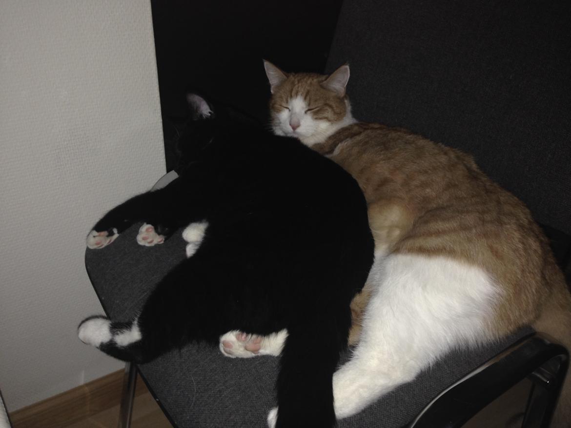 Huskat Tutt billede 5