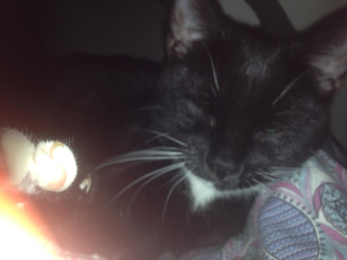 Huskat Tutt billede 6