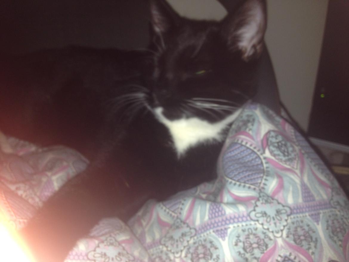 Huskat Tutt billede 7