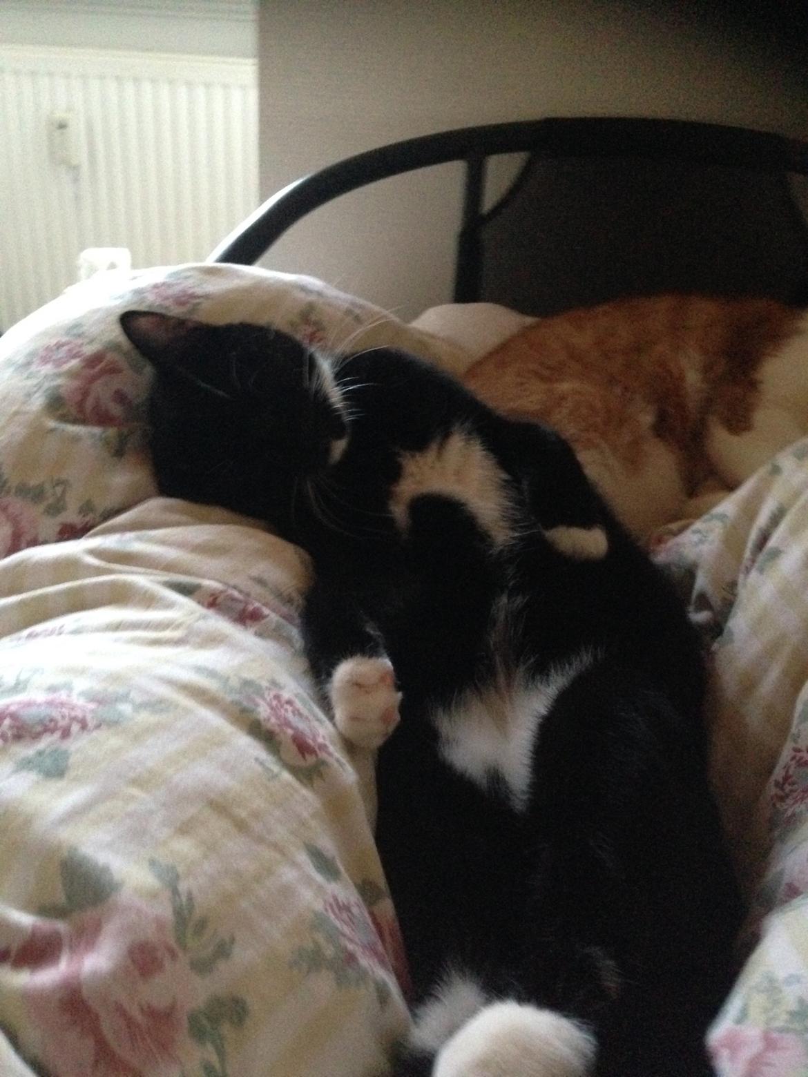 Huskat Tutt billede 8