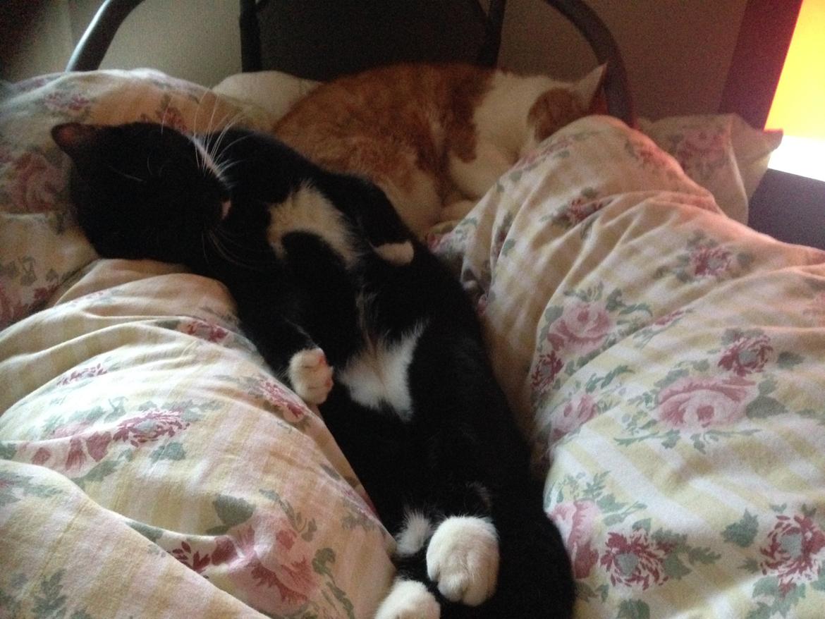 Huskat Tutt billede 9