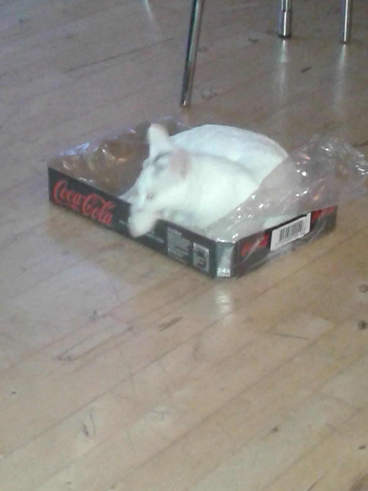 Blanding af racer Sarina billede 2