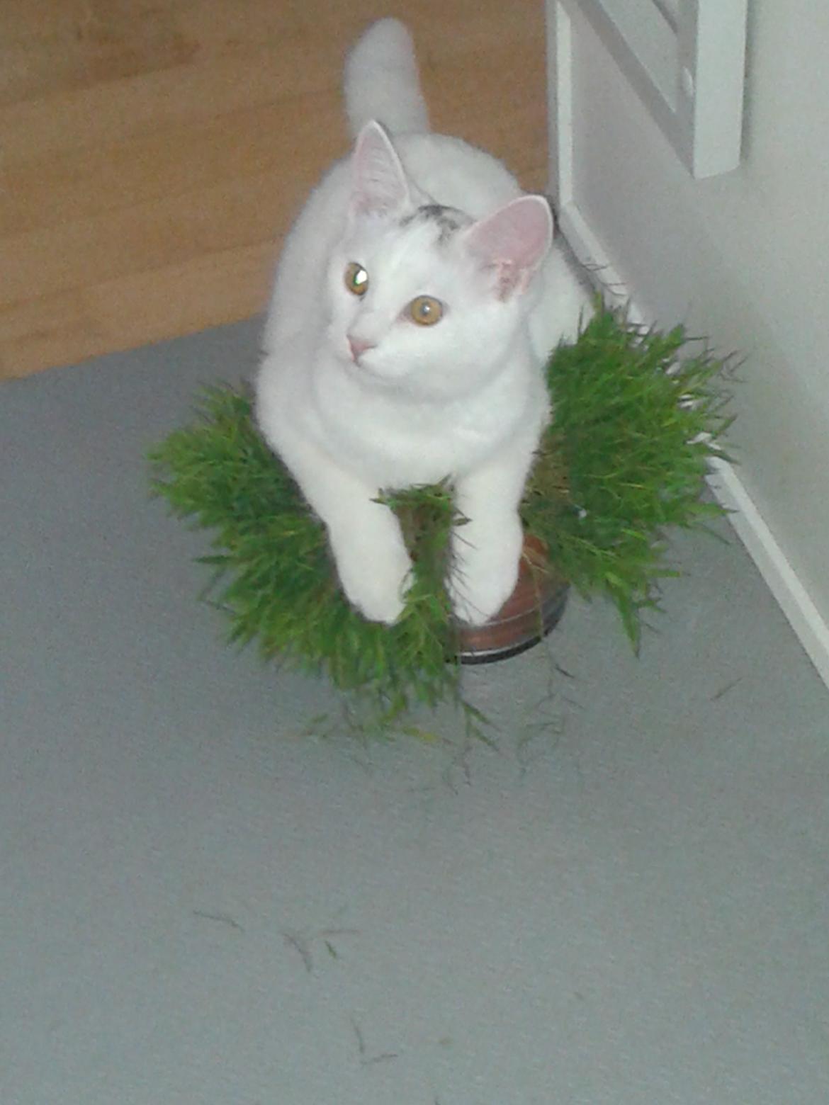 Blanding af racer Sarina billede 3