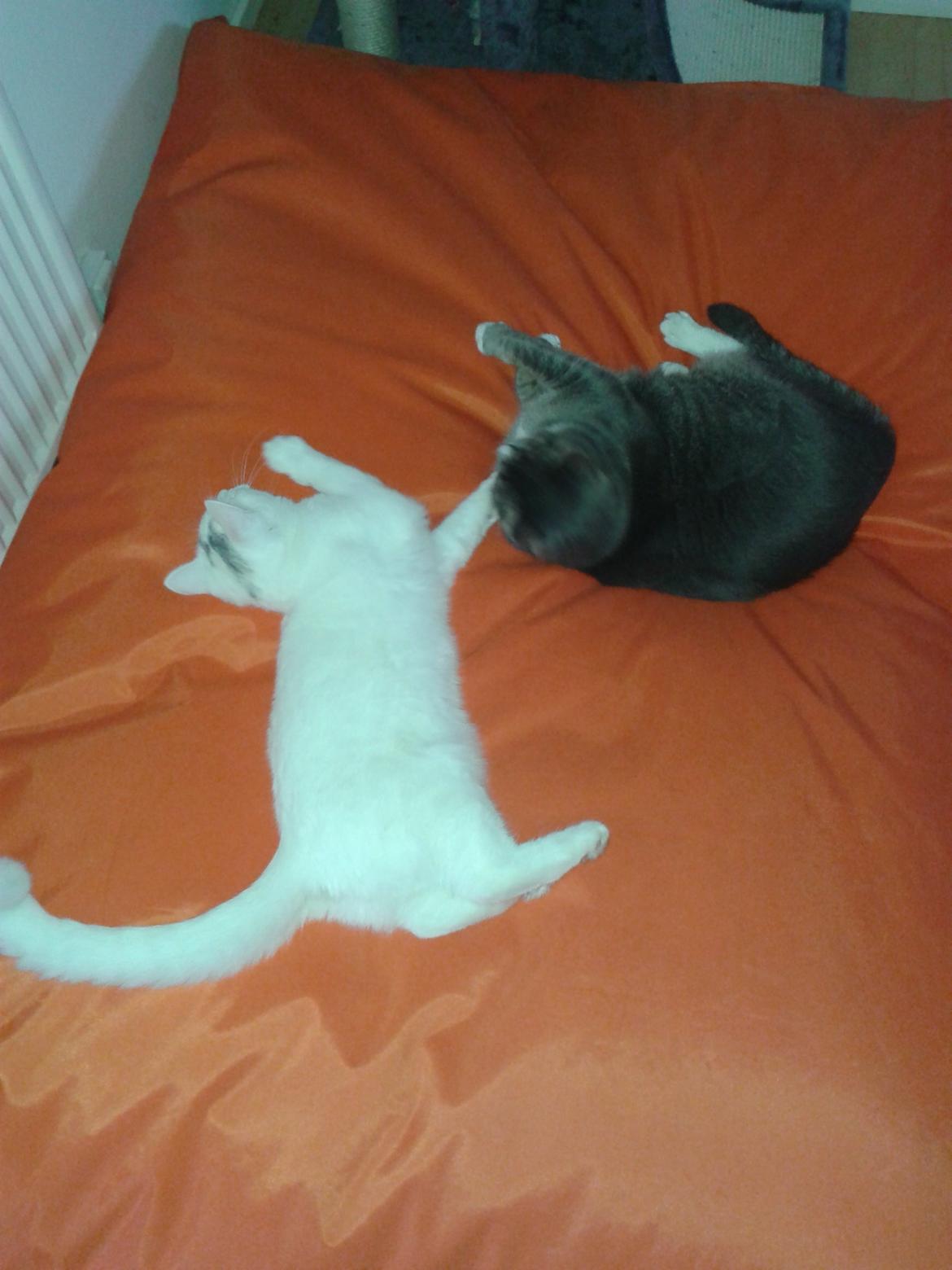 Blanding af racer Sarina billede 4