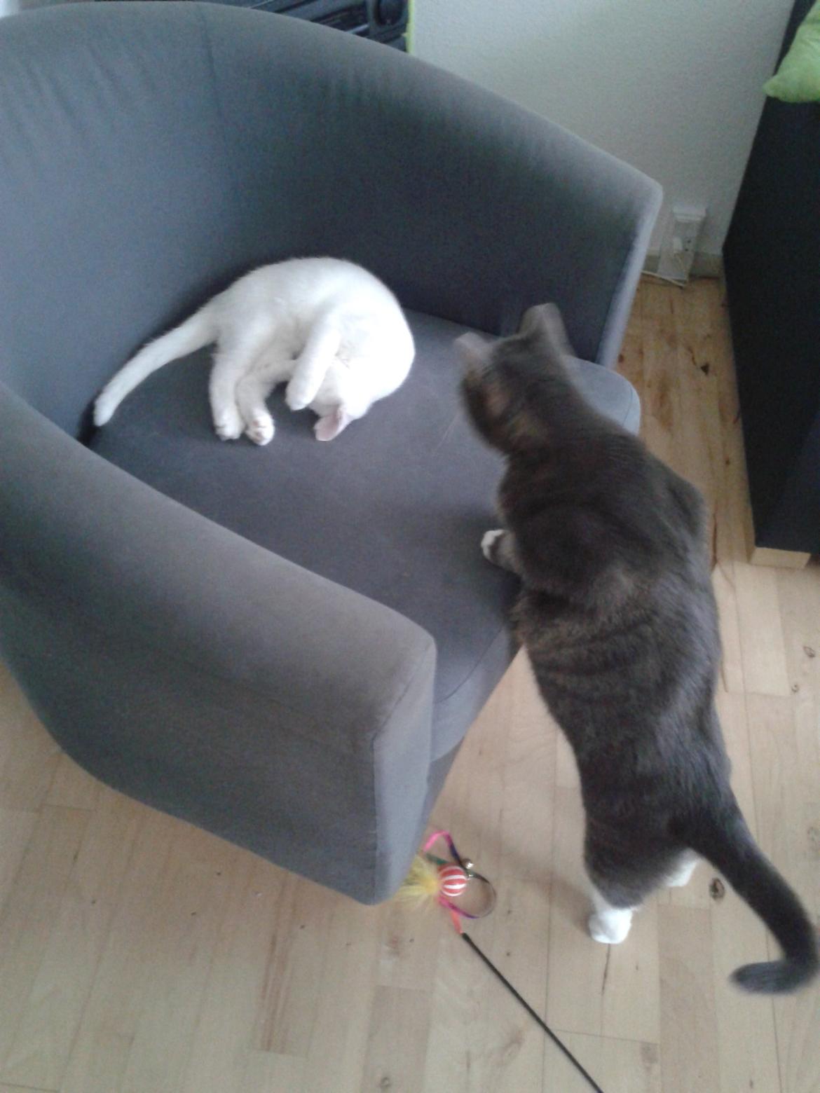 Blanding af racer Sarina billede 5