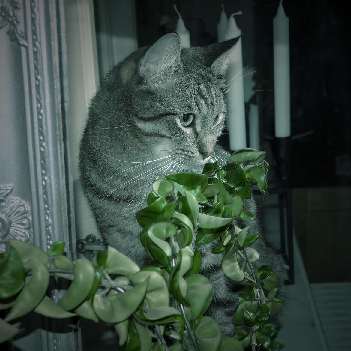 Huskat Ludvig the bulldog billede 35