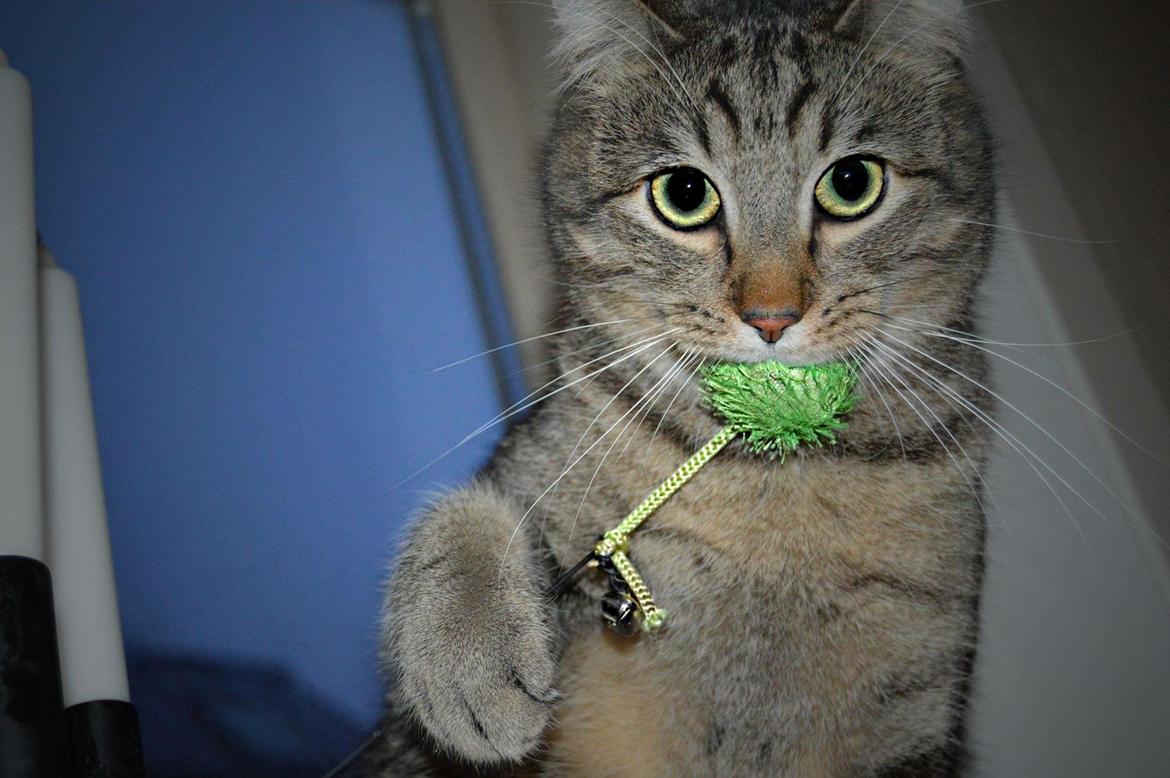 Huskat Ludvig the bulldog billede 36