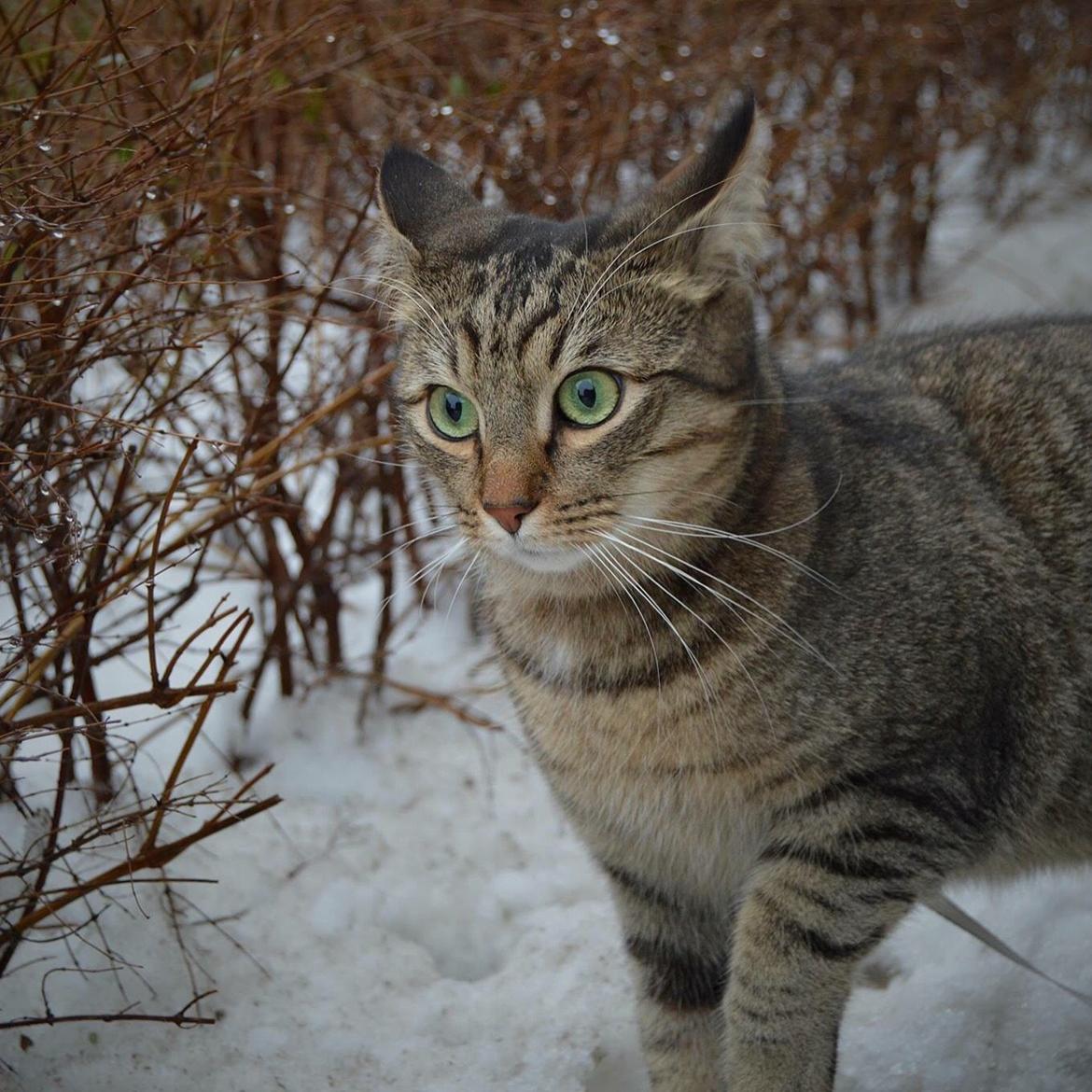 Huskat Ludvig the bulldog billede 34