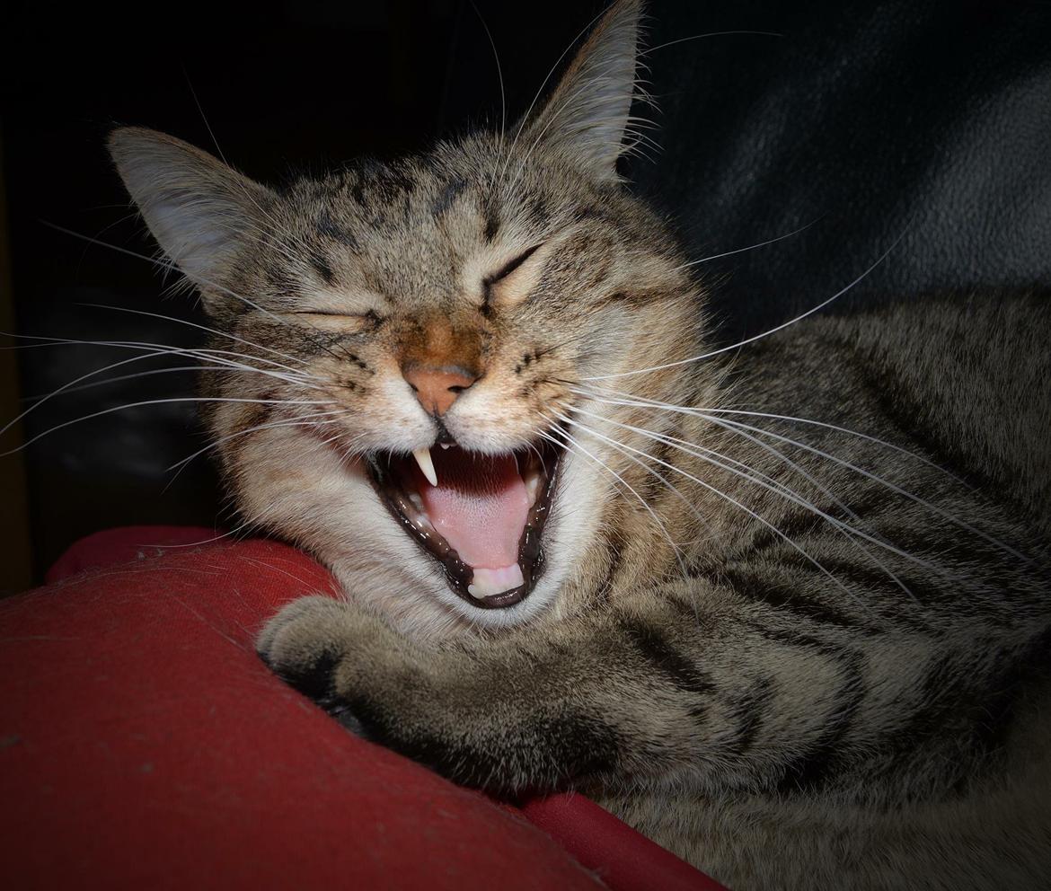 Huskat Ludvig the bulldog billede 41