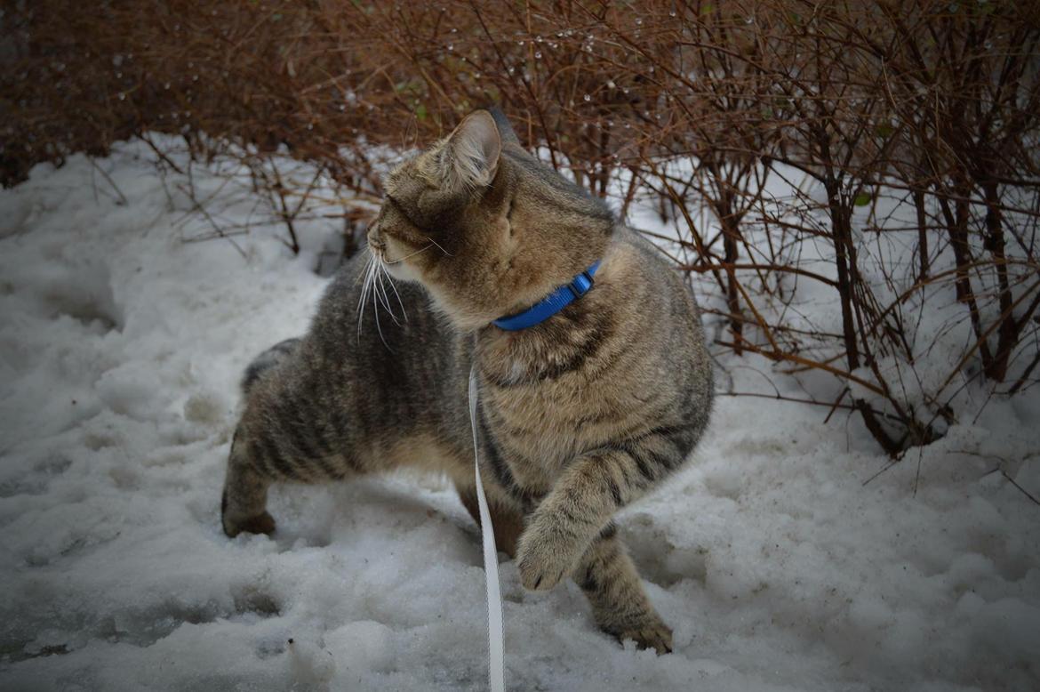 Huskat Ludvig the bulldog billede 43