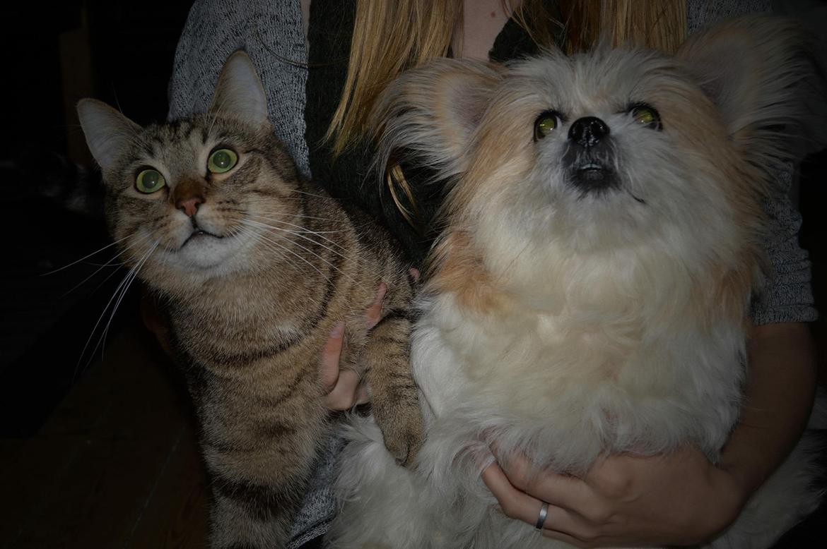 Huskat Ludvig the bulldog billede 44