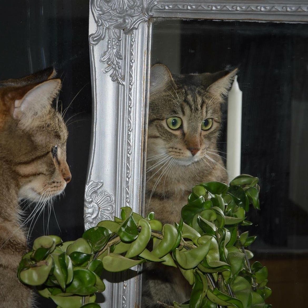 Huskat Ludvig the bulldog billede 33