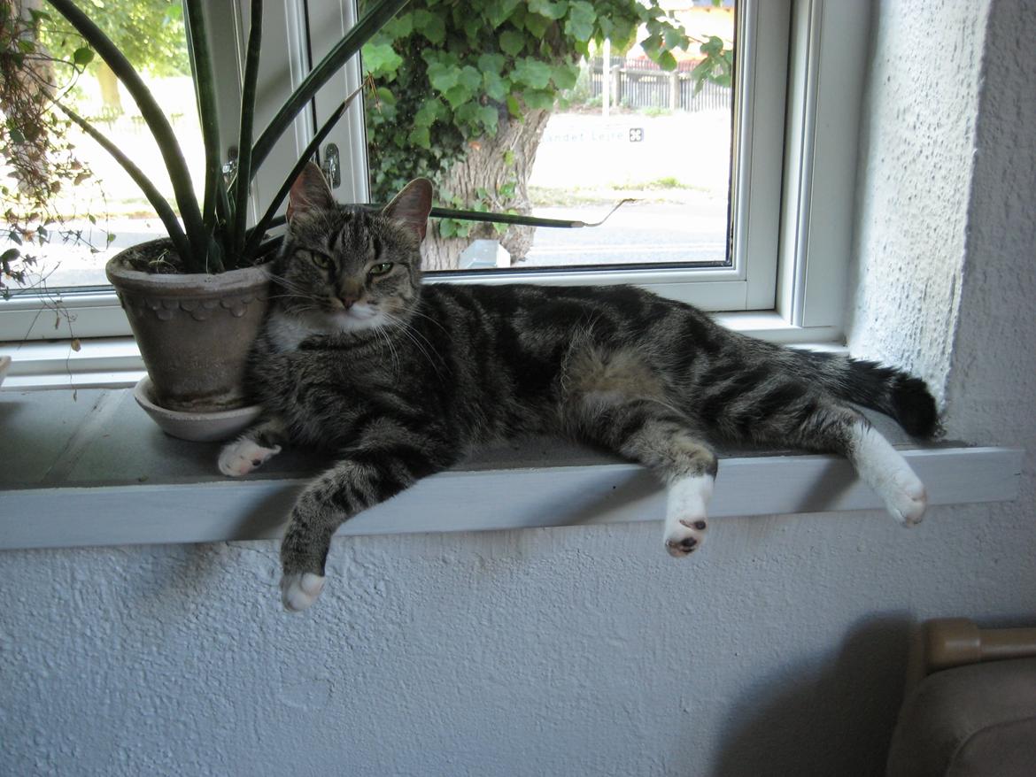 Huskat Emmy billede 7