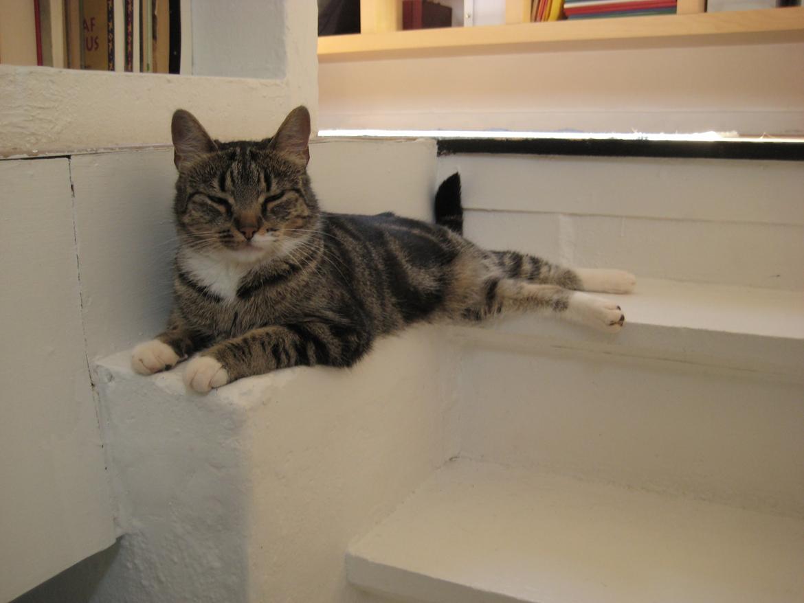 Huskat Emmy billede 8