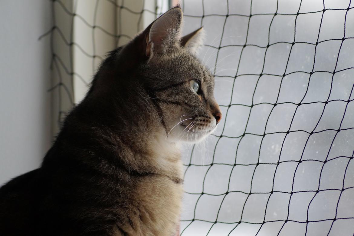 Europé Boholdt Orla Frøsnapper (Tiko) billede 2