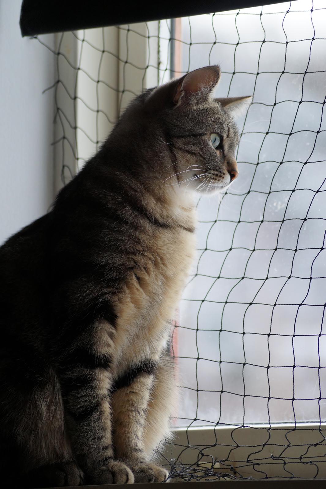 Europé Boholdt Orla Frøsnapper (Tiko) billede 3