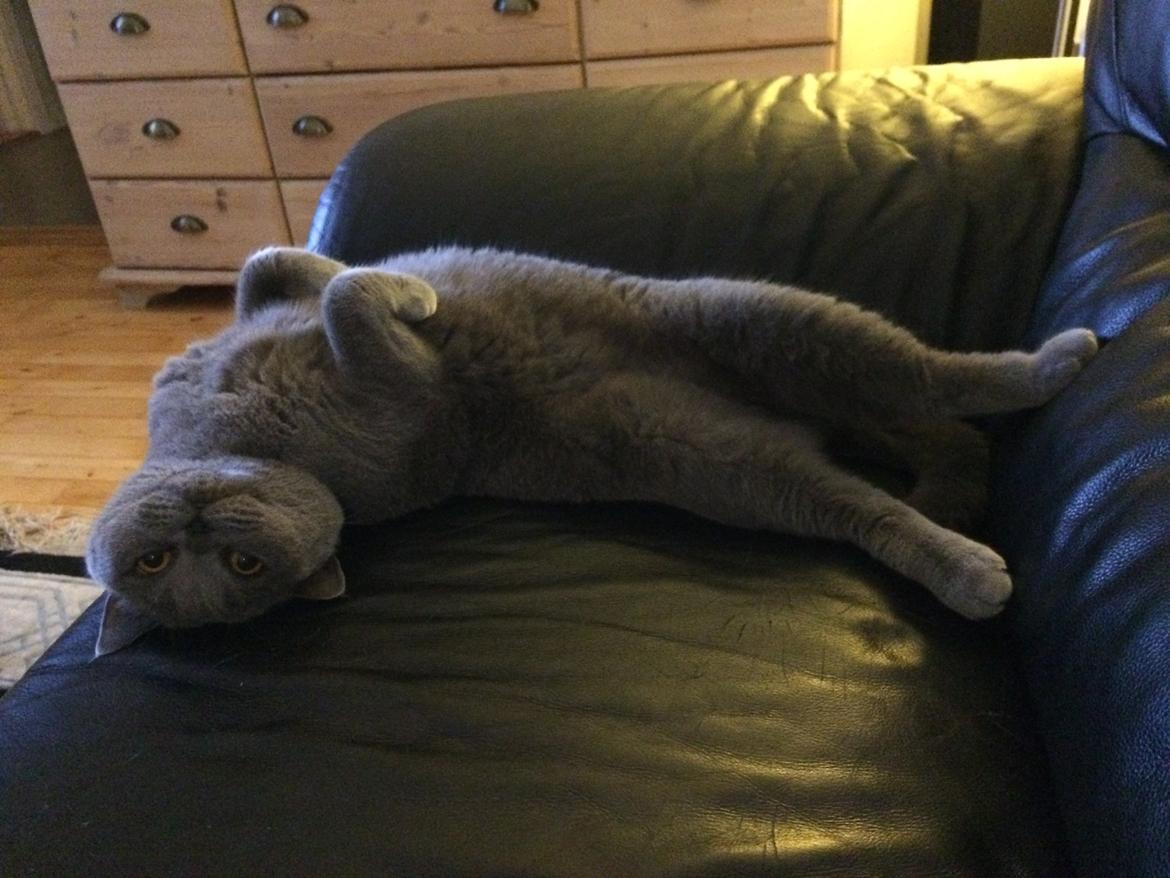 British Shorthair La Chatte Duchesse - RIP i dag D. 20/11 18 billede 11