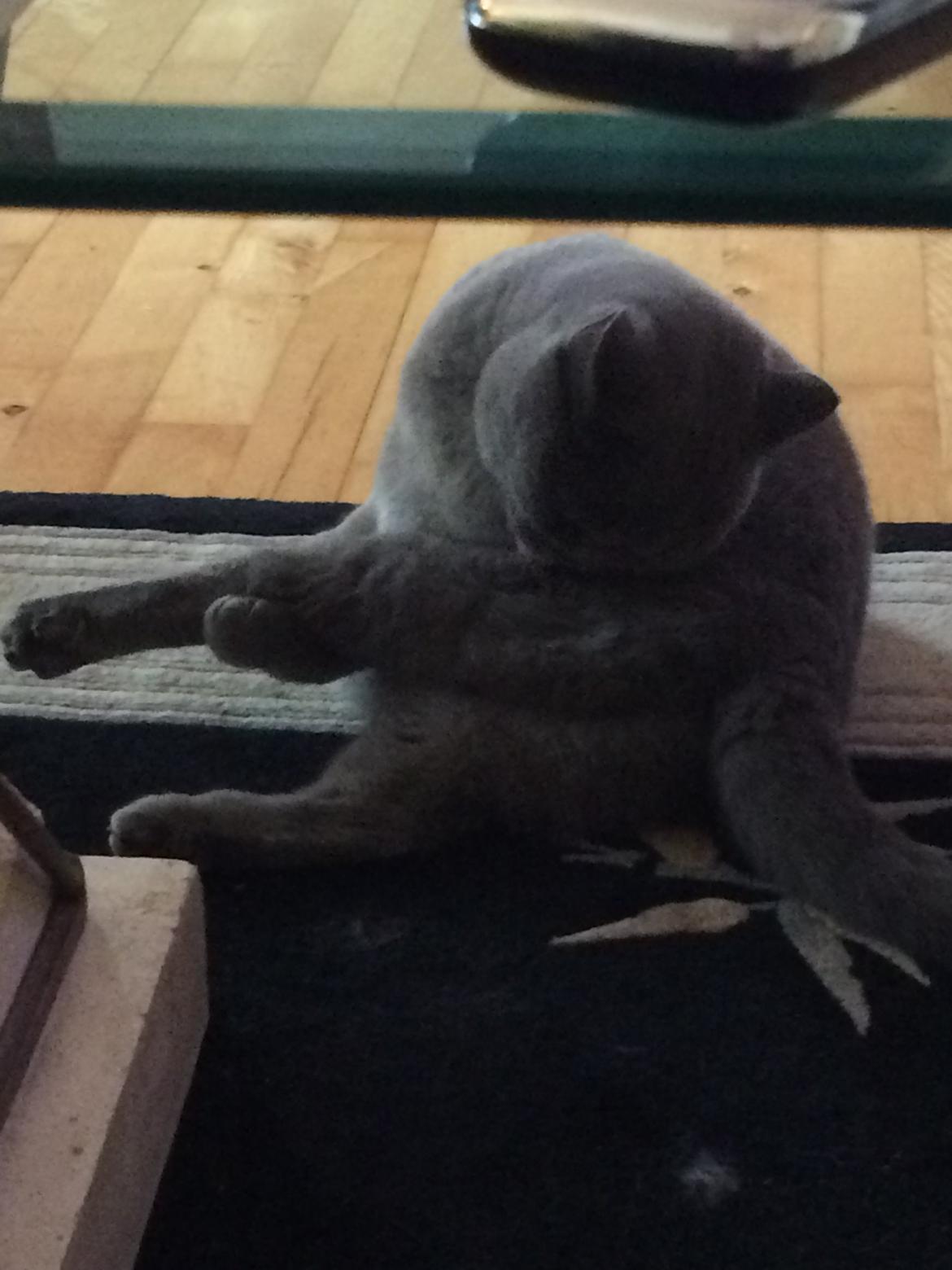 British Shorthair La Chatte Duchesse - RIP i dag D. 20/11 18 billede 13